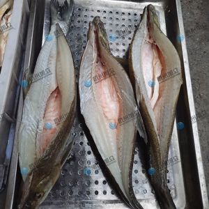 旭眾二枚開片殺魚機(jī)，翹嘴魚開背切片